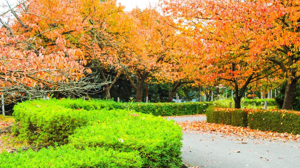 八重桜の秋の様子