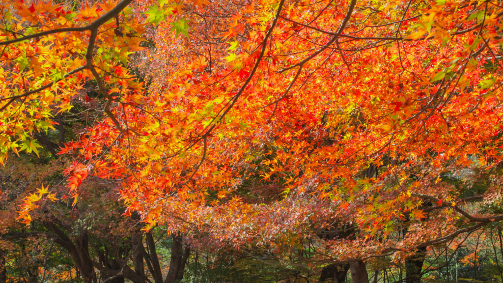 自然文化園の紅葉