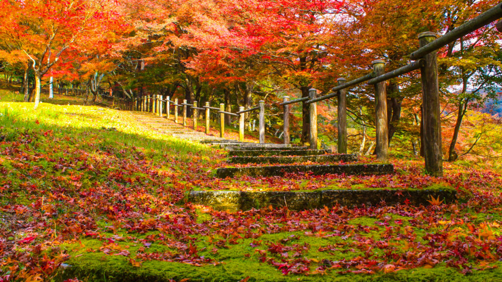 自然文化園の紅葉