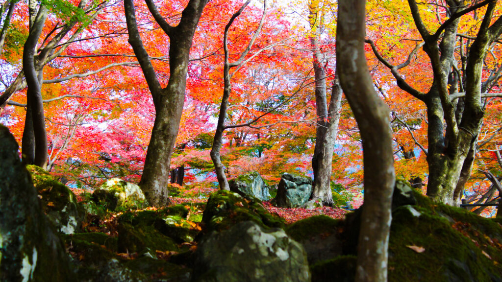 自然文化園の紅葉