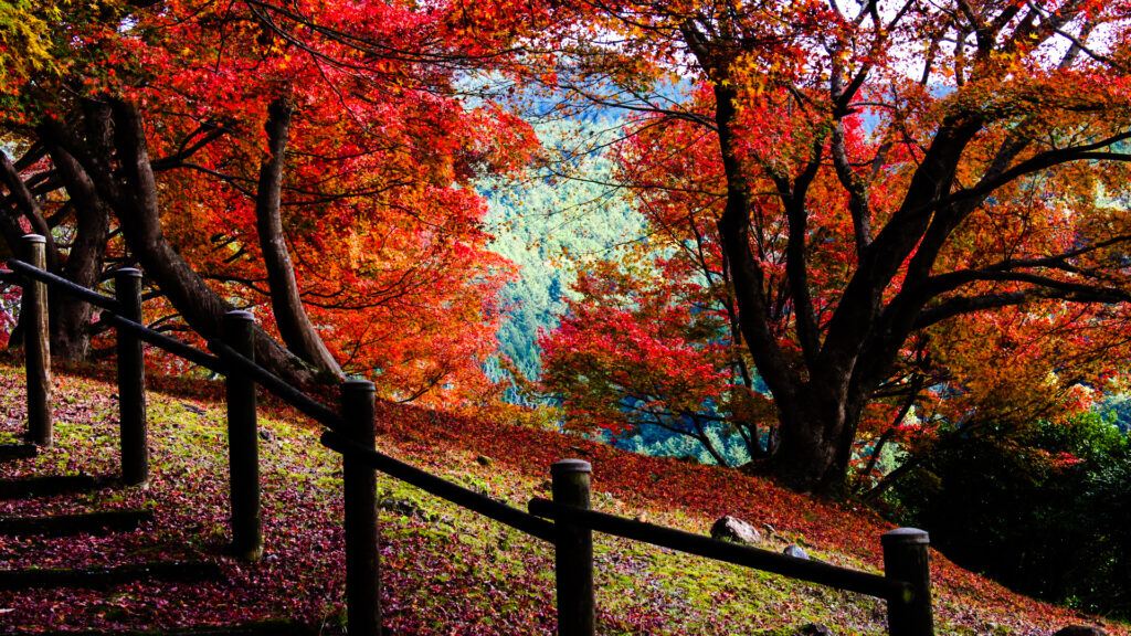 自然文化園の紅葉