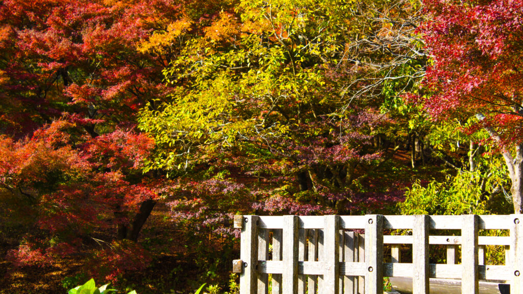 自然文化園の紅葉