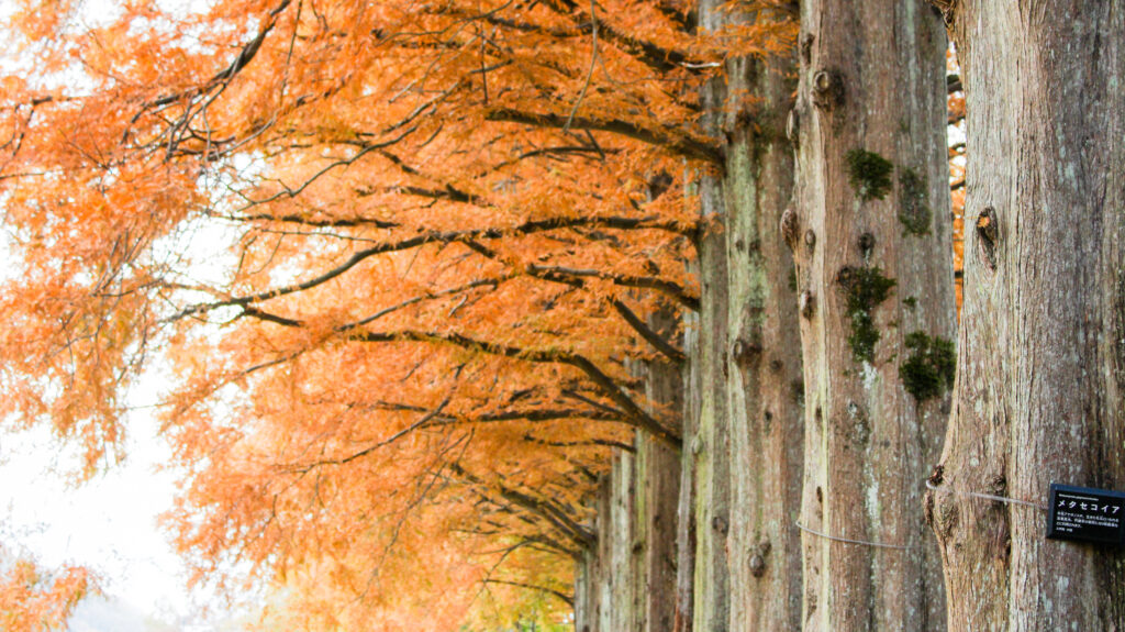 自然文化園の紅葉